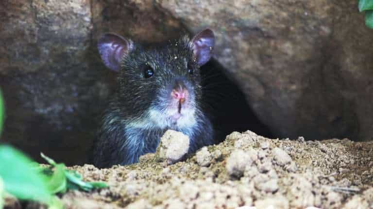Rat-in-Putten-pexels-shashank-95399