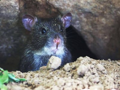Rat-in-Putten-pexels-shashank-95399