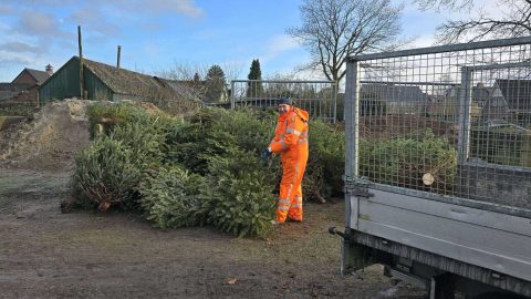 inzamelen-stapel-kerstbomen-putten