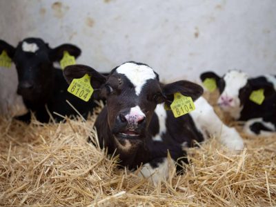 new born  calf in cattle farm