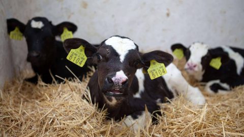 new born  calf in cattle farm