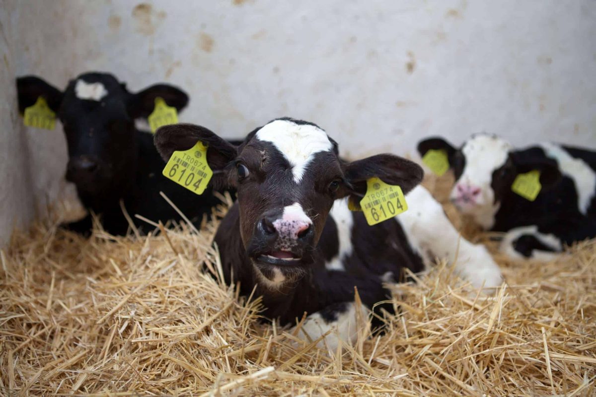 new born  calf in cattle farm