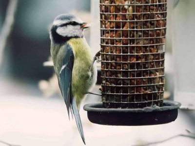 koolmeesje-in-tuin-putten-Mahima-Brink-Gunnink
