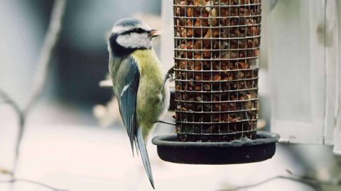 koolmeesje-in-tuin-putten-Mahima-Brink-Gunnink