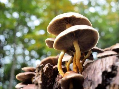 Paddenstoelen in Putten