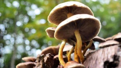 Paddenstoelen in Putten