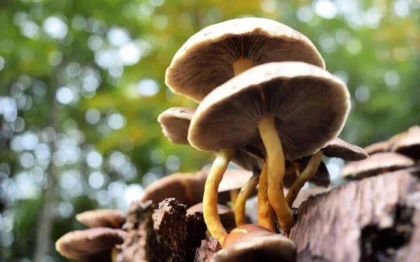paddestoel-herfst-2-alissa-timmer-putten