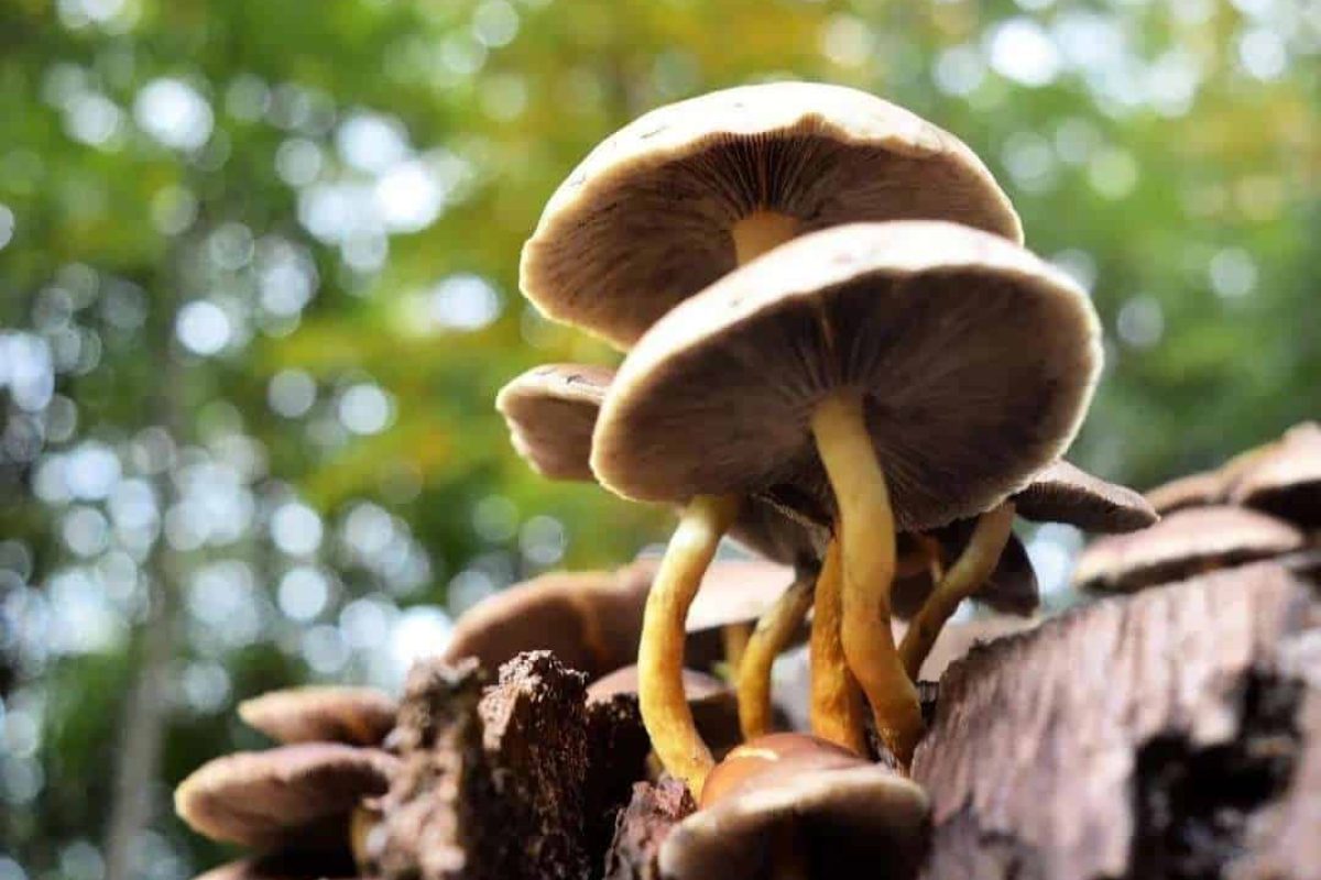 Paddenstoelen in Putten