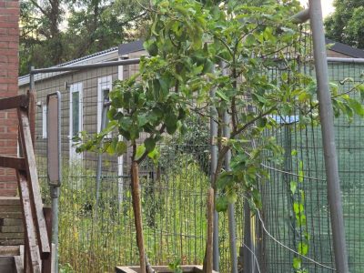 Voetbalveld in Putten met omheining en bomen.