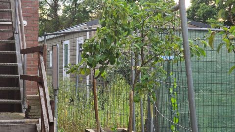 Voetbalveld in Putten met omheining en bomen.