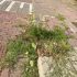 wij-putten-onderhoud-wijk-div-locaties-Putten-zuid-oost-en-noord-oost-1