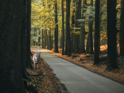 wolf-in-putten