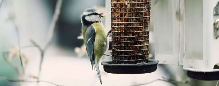 koolmeesje-in-tuin-putten-Mahima-Brink-Gunnink