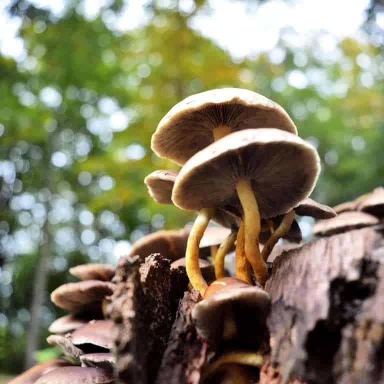 paddestoel-herfst-2-alissa-timmer-putten