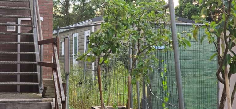 Voetbalveld in Putten met omheining en bomen.
