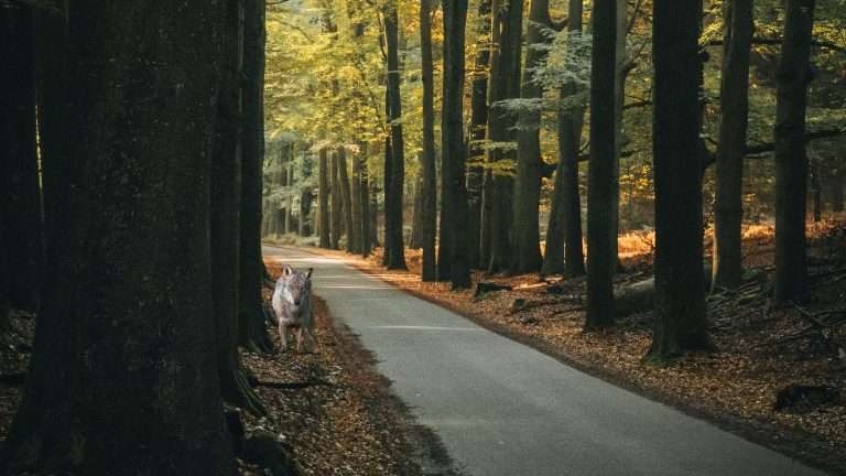 wolf-in-putten